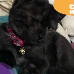 Gata Kiki está desaparecida. (Foto: arquivo pessoal)