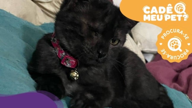 Gata Kiki está desaparecida. (Foto: arquivo pessoal)