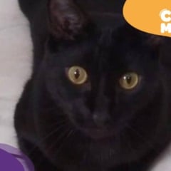 Prince, gato desaparecido. (Foto: arquivo pessoal)