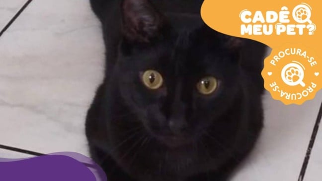 Prince, gato desaparecido. (Foto: arquivo pessoal)