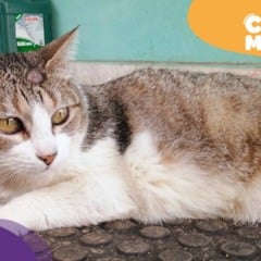 Bibinha, gata desaparecida em Vila Velha. (Foto: arquivo pessoal)