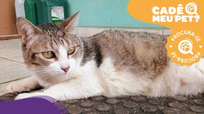 Bibinha, gata desaparecida em Vila Velha. (Foto: arquivo pessoal)