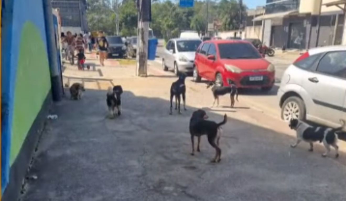 Ao menos nove cães estão vivendo no pátio de escola em Serra Dourada I. Foto: Reprodução/TV Vitória
