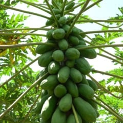 Plantação de mamão no Espírito Santo (ES)