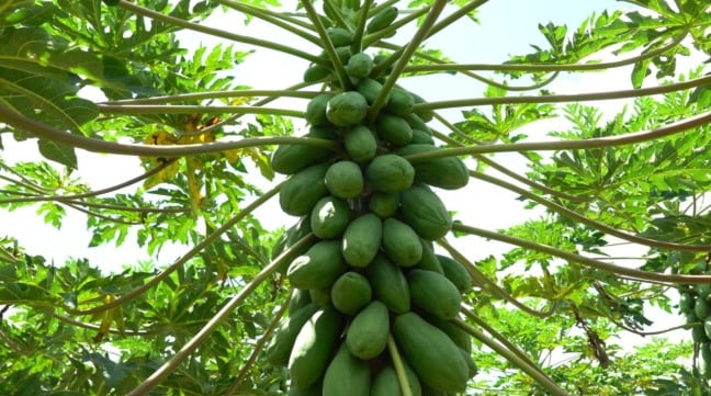 Plantação de mamão no Espírito Santo (ES)