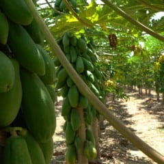 Planta&ccedil;&atilde;o de mam&atilde;o: produto capixaba pode se beneficiar com acordo Mercosul - Uni&atilde;o Europeia. Cr&eacute;dito: Divulga&ccedil;&atilde;o