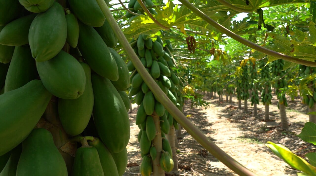Plantação de mamão: produto capixaba pode se beneficiar com acordo Mercosul - União Europeia. Crédito: Divulgação Plantação de mamão: produto capixaba pode se beneficiar com acordo Mercosul - União Europeia. Crédito: Divulgação