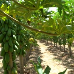 Plantação de mamão no Espírito Santo (ES)