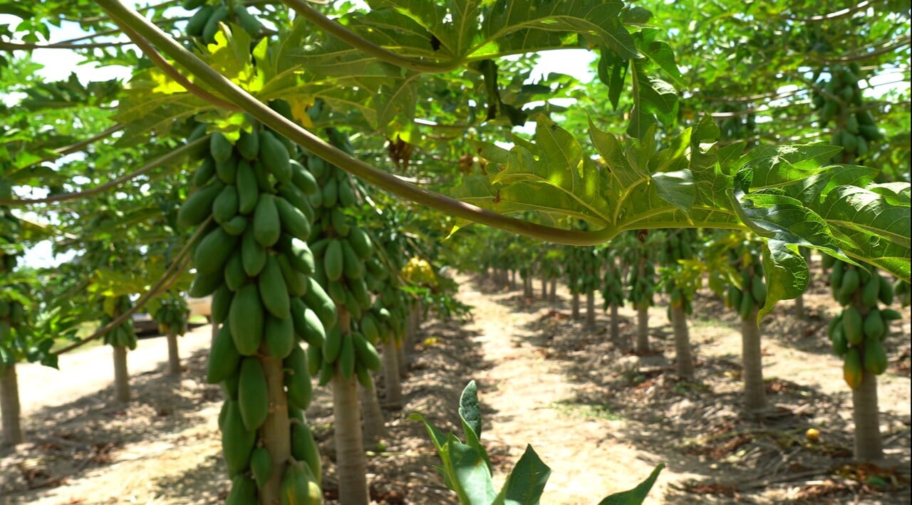 Plantação de mamão no Espírito Santo (ES)