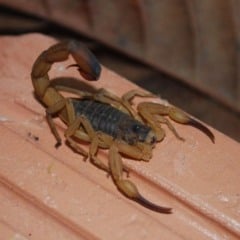 Alerta para ataque de Escorpião-amarelo em Jaguaré