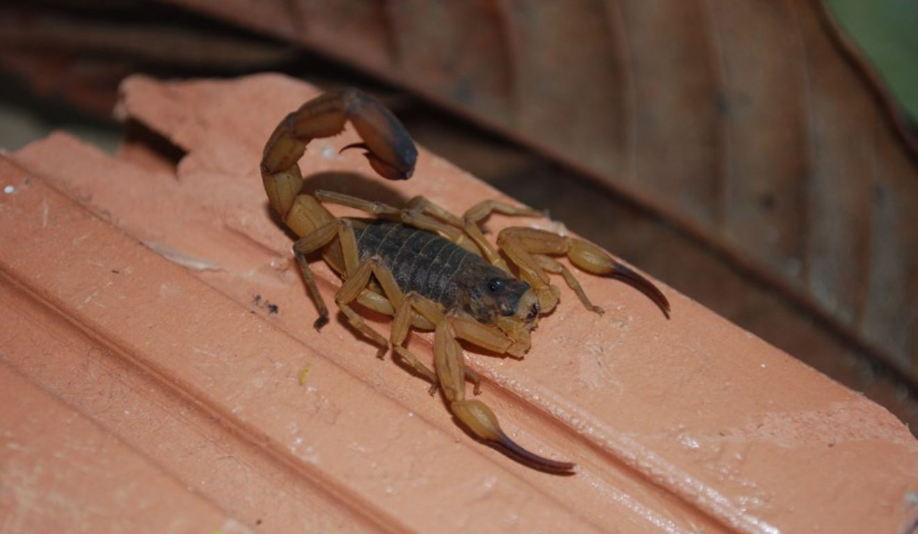 Alerta para ataque de Escorpião-amarelo em Jaguaré