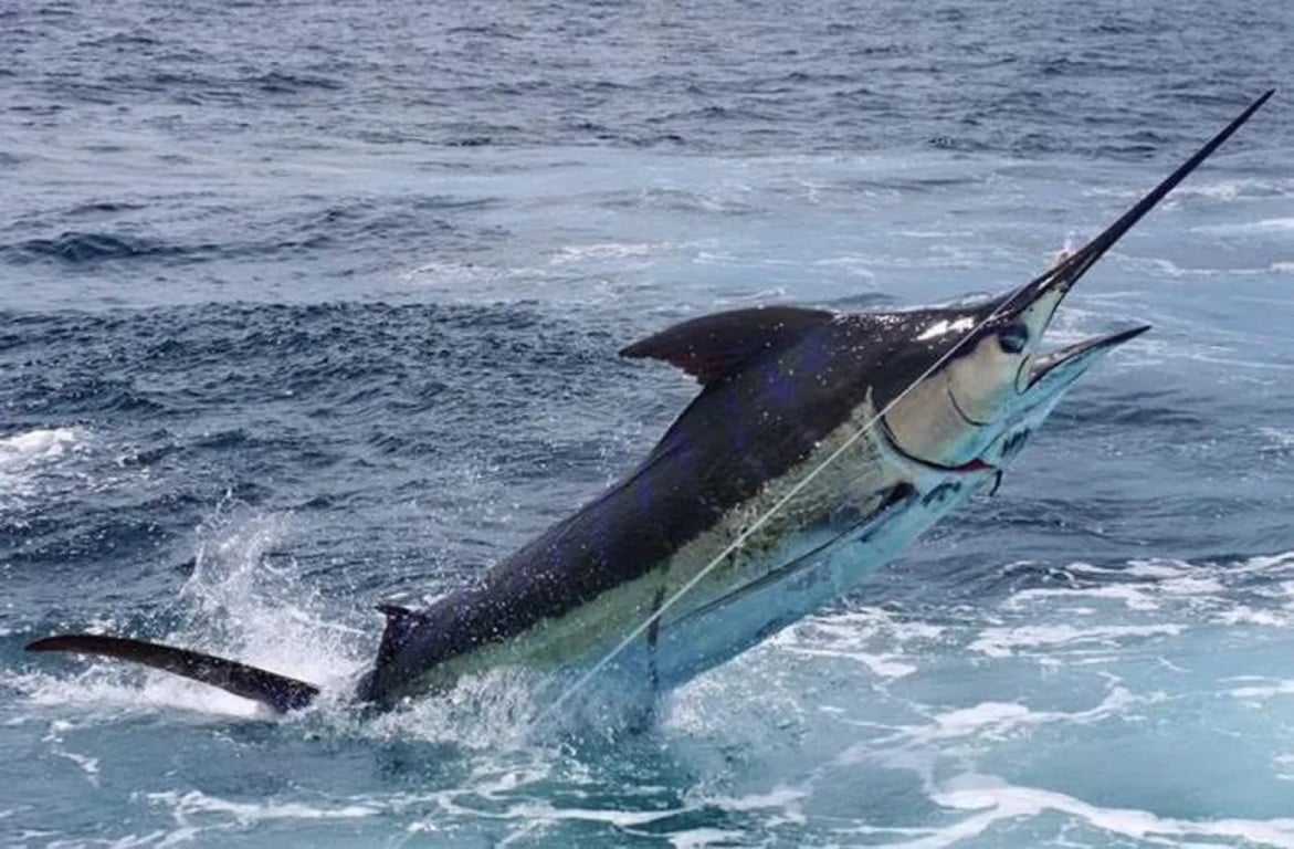 O espadarte é o peixe mais exportado do ES para os Estados Unidos e a indústria local de pescado quer resolver as pendências para continuar vendendo aos americanos. Crédito: Divulgação