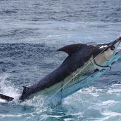 O espadarte é o peixe mais exportado do ES para os Estados Unidos e a indústria local de pescado quer resolver as pendências para continuar vendendo aos americanos. Crédito: Divulgação