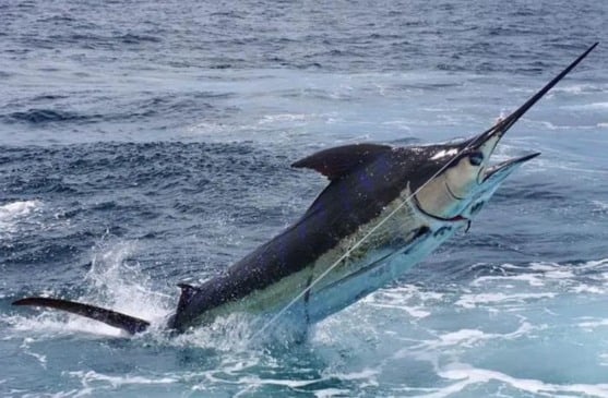 O espadarte é o peixe mais exportado do ES para os Estados Unidos e a indústria local de pescado quer resolver as pendências para continuar vendendo aos americanos. Crédito: Divulgação