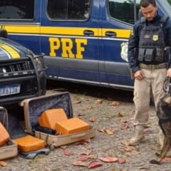 Apreensão de drogas (Foto/Divulgação: PRF)