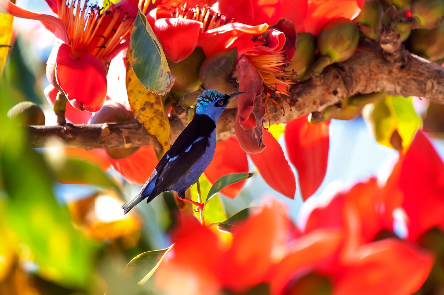 MAle Red-legged honeycreeper (Cyanerpes cyaneus)  in Vitória, Espírito Santo - Southeast of Brazil. Atlantic Forest Biome.