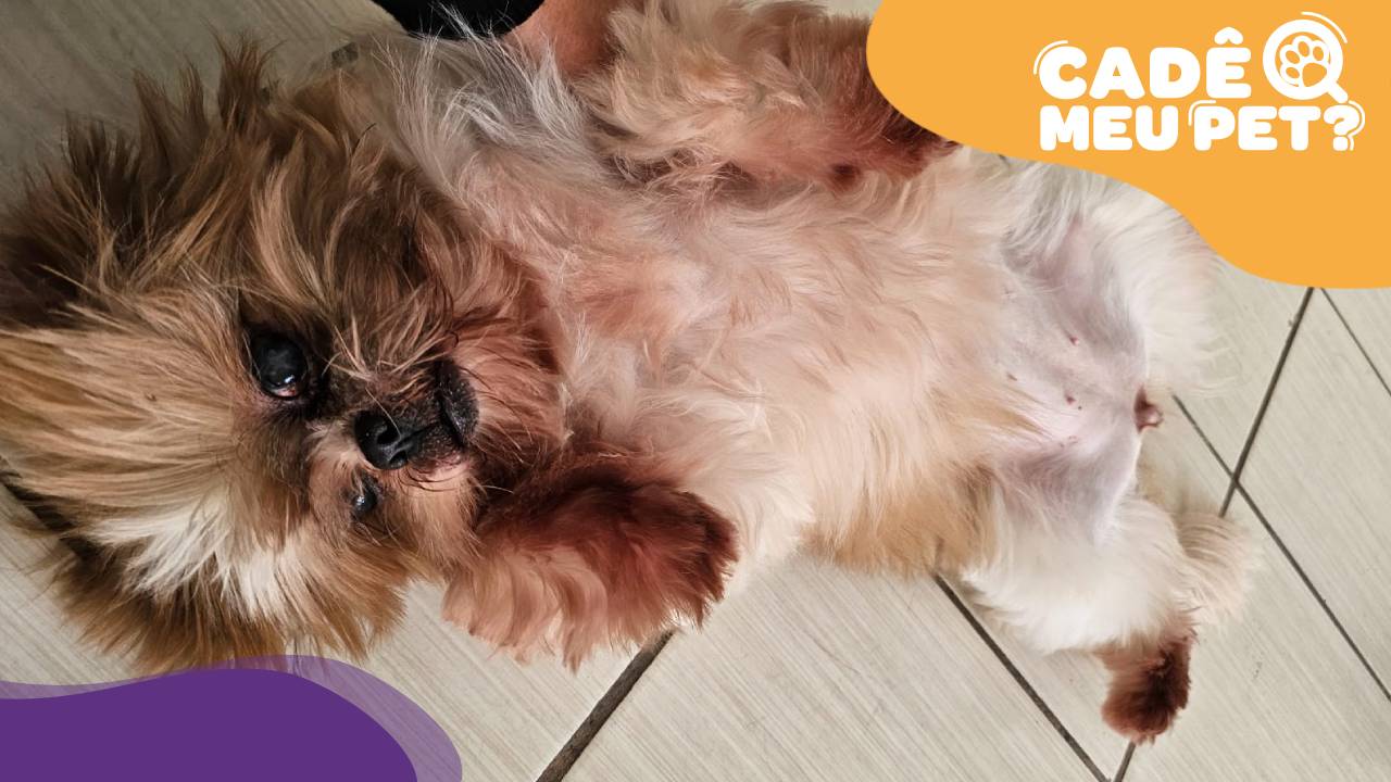 Cadela fêmea encontrada sem tutor. (Foto: Arquivo Pessoal)
