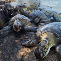 Tartarugas mortas em Vitória (Foto: Fundação Projeto Tamar)