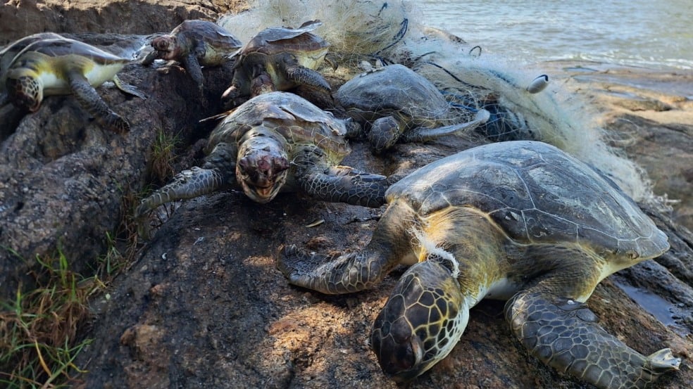 Tartarugas mortas em Vitória (Foto: Fundação Projeto Tamar)