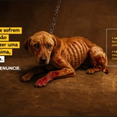CLDF lança campanha “Pets 2025” para conscientizar população sobre maus-tratos e guarda responsável