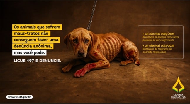CLDF lança campanha “Pets 2025” para conscientizar população sobre maus-tratos e guarda responsável