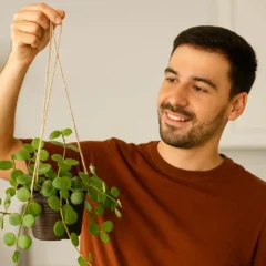Peperomia Hope 7 segredos para multiplicar rápido