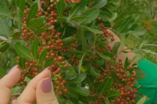 Pimenta-rosa. Foto: Reprodução IdentidadES