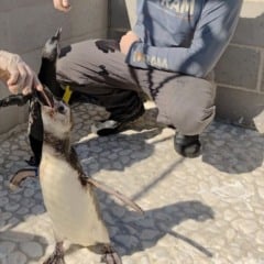 Reprodução/Ipram