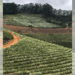 Os cafés são do tipo arábica, produzidos em Brejetuba. Foto: Reprodução/Redes sociais @chiara.caffe