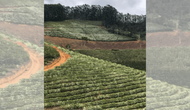 Os cafés são do tipo arábica, produzidos em Brejetuba. Foto: Reprodução/Redes sociais @chiara.caffe