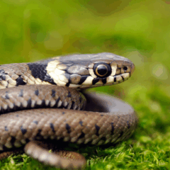 Cobras são animais que carregam diferentes interpretações culturais e espirituais ao longo da história/Canva