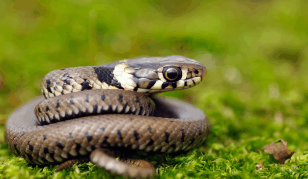 Cobras são animais que carregam diferentes interpretações culturais e espirituais ao longo da história/Canva