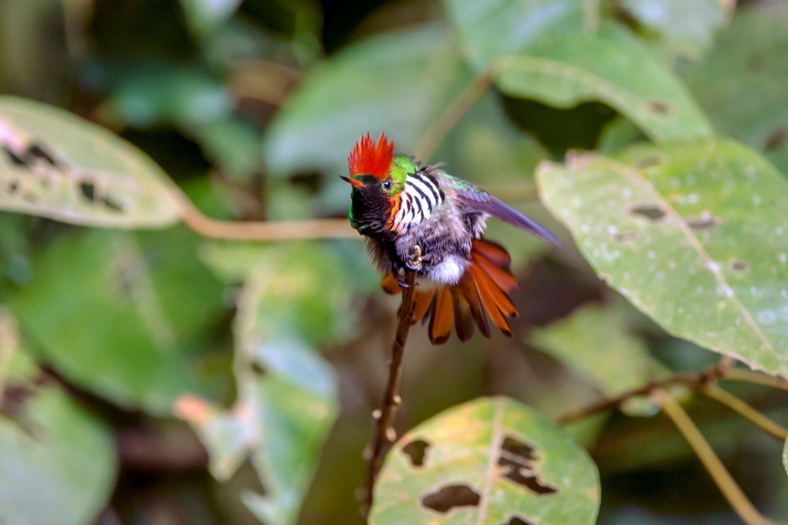 Biodiversidade no Espírito Santo. Foto: Leonardo Merçon