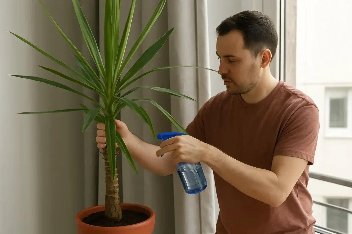 Yucca 3 formas de manter a planta ornamental