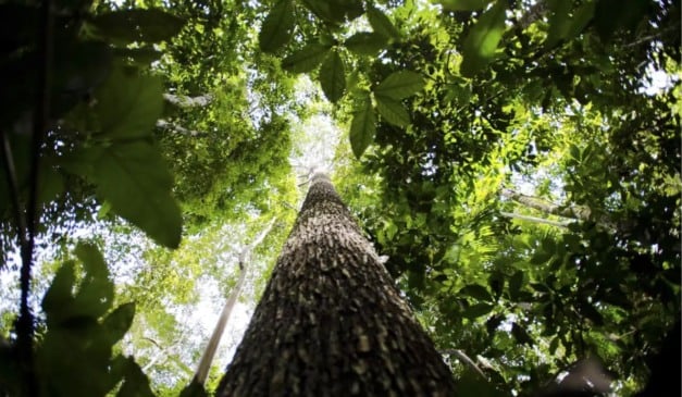 Árvore da Floresta Amazônica
