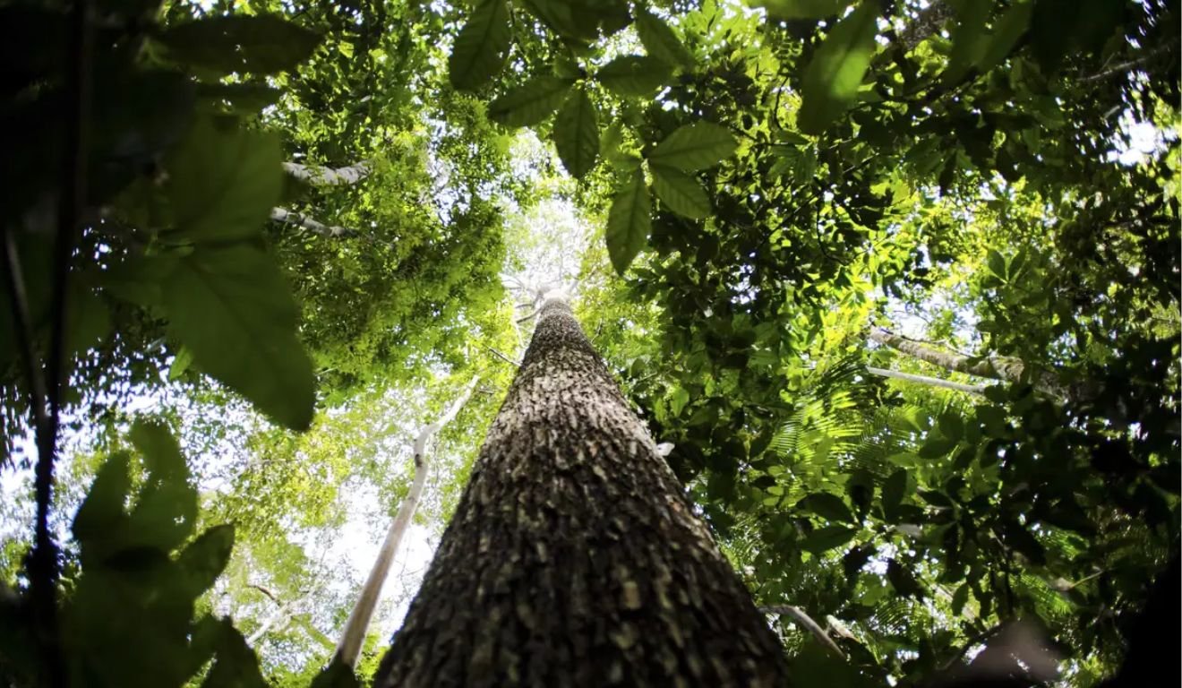 Árvore da Floresta Amazônica