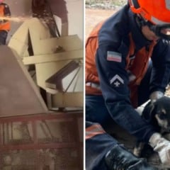 Operação foi um sucesso e animal foi devolvido à tutora. Foto: Reprodução/Redes sociais