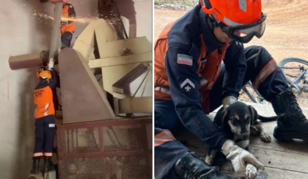 Operação foi um sucesso e animal foi devolvido à tutora. Foto: Reprodução/Redes sociais