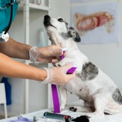 Vacinação de cachorros (Foto/reprodução: Freepik)