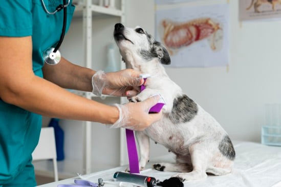 Vacinação de cachorros (Foto/reprodução: Freepik)