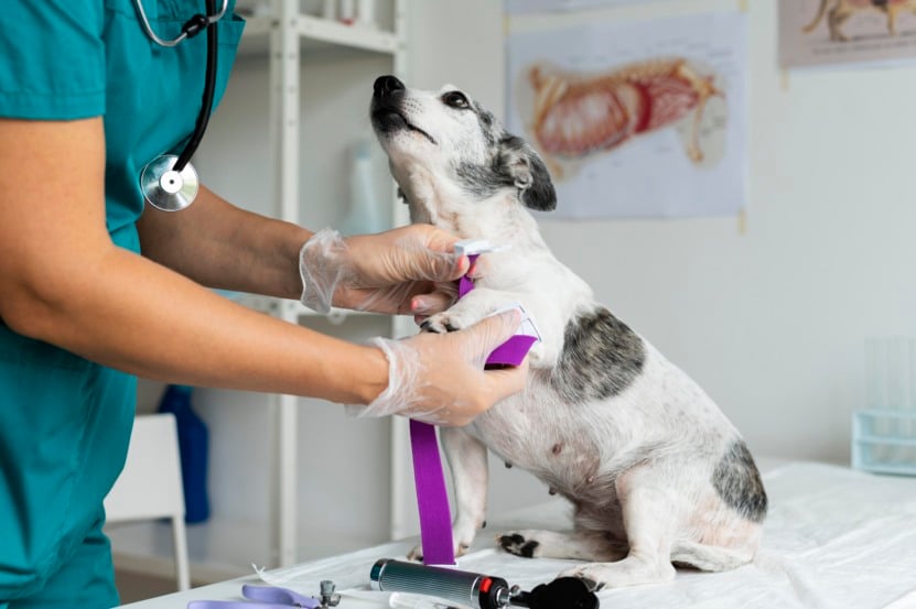 Vacinação de cachorros (Foto/reprodução: Freepik)