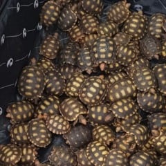jabutis em mala