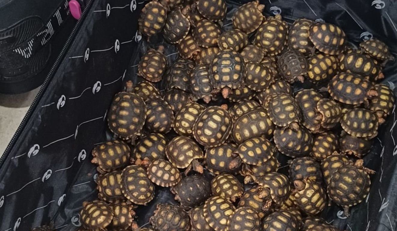 jabutis em mala