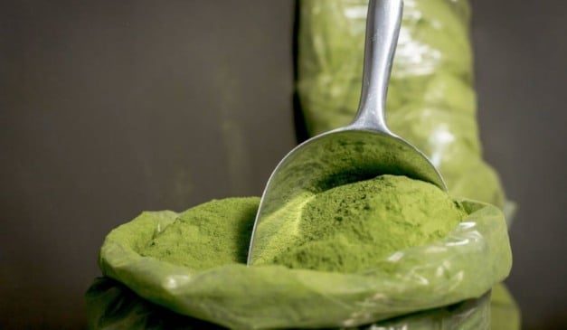 Moringa: ingrediente natural combate anemia e ferro baixo (Foto: Reprodução/Canva)