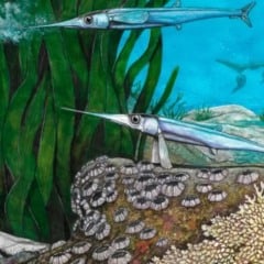peixe pré-histórico