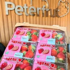 Maior produtora de morangos do Brasil, capixaba Peterfrut vai lançar produto inspirado no Morango do Amor