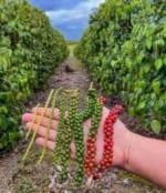 Pimenta-do-reino, mamão, gengibre e pescados: ES anuncia pacote de proteção ao agronegócio contra tarifas dos EUA