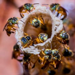 "Abelha Jataí (Tetragonisca angustula) fotografado em Muqui, Espírito Santo -  Sudeste do Brasil. Bioma Mata Atlântica. Registro feito em 2013.



ENGLISH: Yataí bee photographed in Muqui, Espírito Santo - Southeast of Brazil. Atlantic Forest Biome. Picture made in 2013."