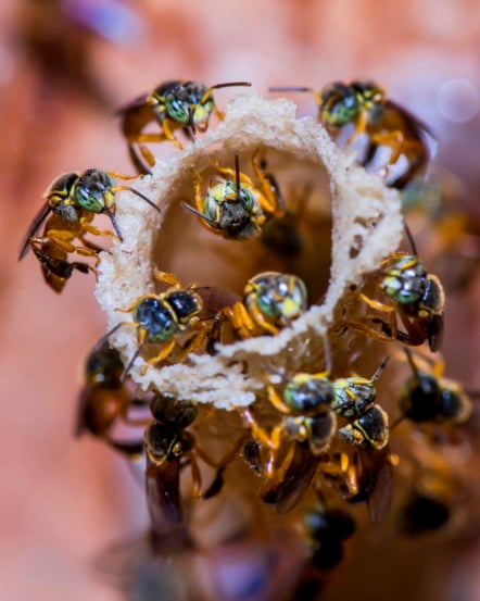 "Abelha Jataí (Tetragonisca angustula) fotografado em Muqui, Espírito Santo -  Sudeste do Brasil. Bioma Mata Atlântica. Registro feito em 2013.



ENGLISH: Yataí bee photographed in Muqui, Espírito Santo - Southeast of Brazil. Atlantic Forest Biome. Picture made in 2013."