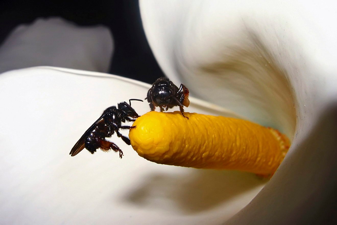 "Abelha Irapuã (Trigona spinipes) fotografado no estado do Espírito Santo -  Sudeste do Brasil. Bioma Mata Atlântica. Registro feito em 2004.


ENGLISH: Bee spinipes photographed in Espírito Santo state- Southeast of Brazil. Atlantic Forest Biome. Picture made in 2004."